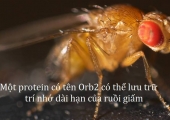 [Điểm tin] Protein Orb2 giúp ruồi giấm lưu trữ trí nhớ dài hạn